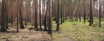 boreal_pine_forest_after_fire.jpg