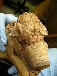 fetal pig pancreas