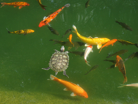 goldfish_in_outdoor_pond.png