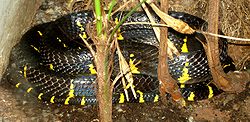 Andaman Cat Snake