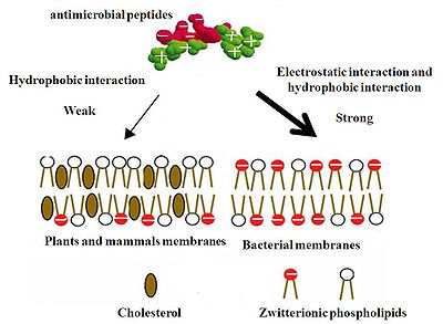 the antimicrobial peptides