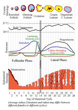 estrus cycle