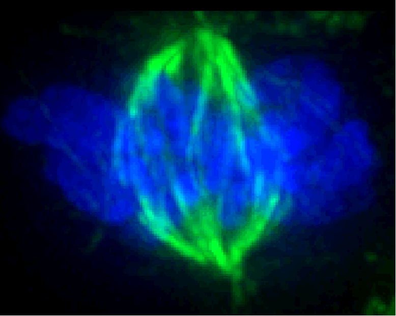 Micrographs Of Meiosis