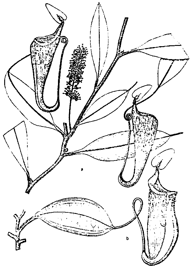 the type specimen of N fusca and Sabah plants referred to this species