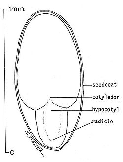 Plant Hilum