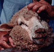 common forms of preventive medication for sheep are vaccination  vaccination