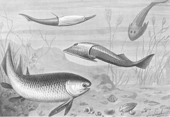 silurian jawed fish