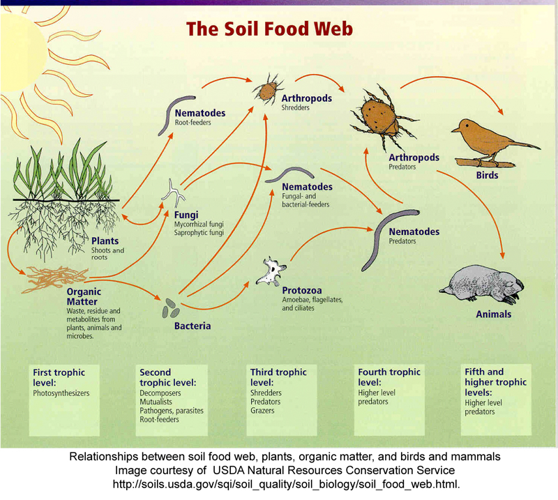 animal food chain pictures. Food webs describe