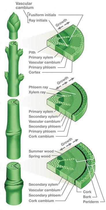 Lignified Xylem