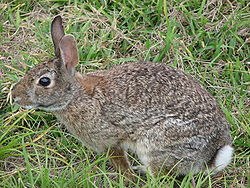 http://image.absoluteastronomy.com/images/encyclopediaimages/w/wi/wild_rabbit_us.jpg