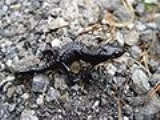 Alpine+salamander+of+southern+europe