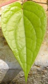 Betel Vine Diseases