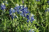 bluebonnet