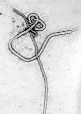 san blas ebola karl