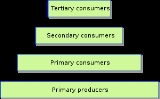 the tiers are looking at impact in the most extreme lemmingfood webfood here arctic willow third lemmingfood web food energy+pyramid+of+the+tundra