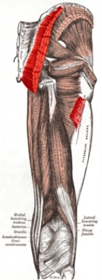 gluteus maximus spasm