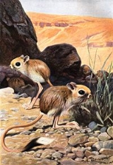 Jerboa Facts