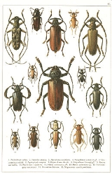 Longhorn Beetle Facts