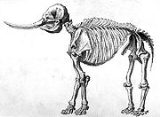 Megistotherium