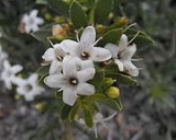 Myoporum+parvifolium+white