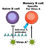 Original antigenic sin