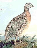 Quail Facts